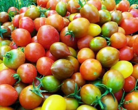 Solanum-lycopersicum-pomodori